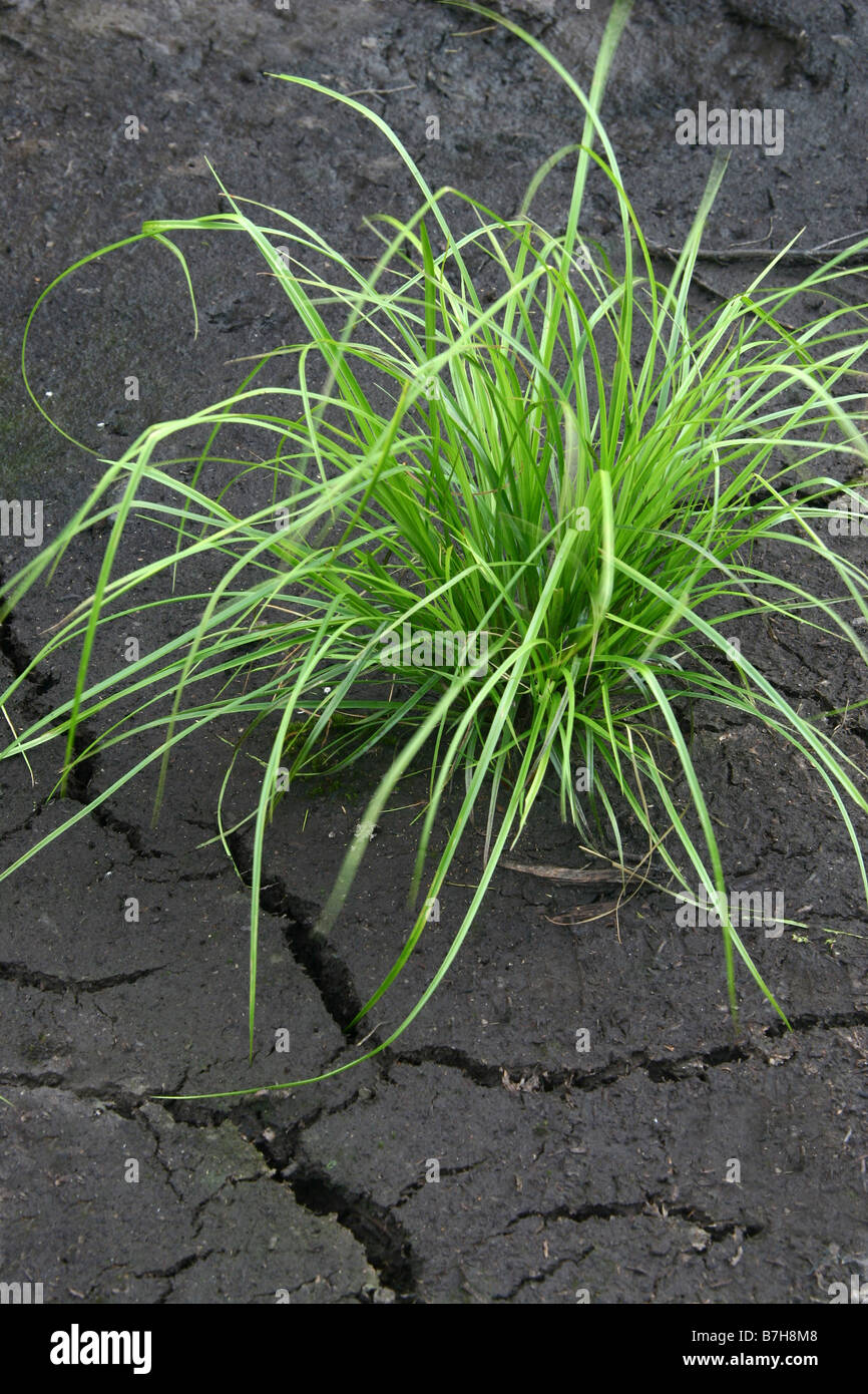 grass growing in dried mud Stock Photo Alamy