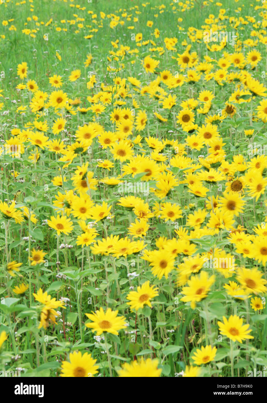 Sunflower garden Stock Photo Alamy