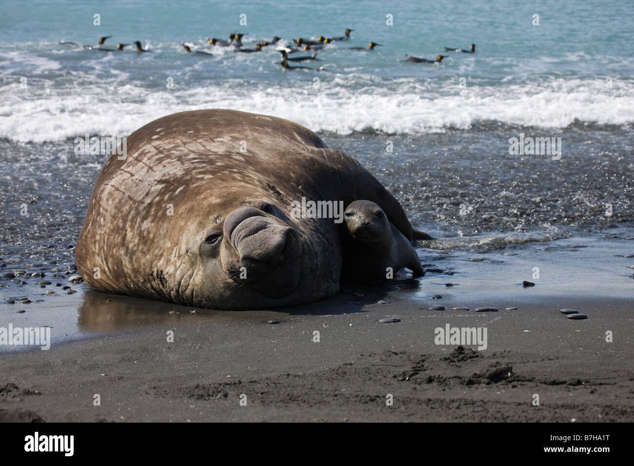 Large male elephant seal captures female emerging from the ocean waves to add to his harem on South Georgia Beach in Antarctica Stock Photo