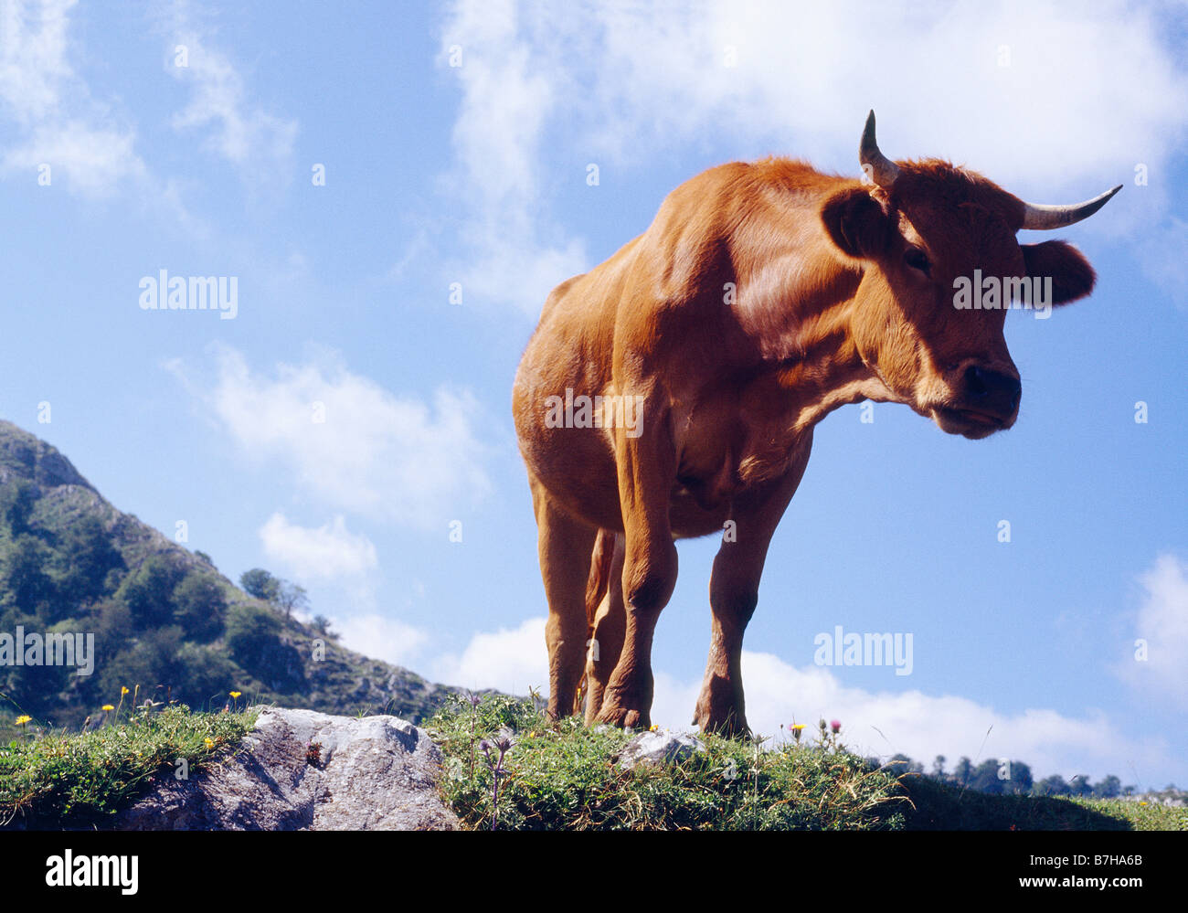 Cow viewed from below. Asturias, Spain. Stock Photo
