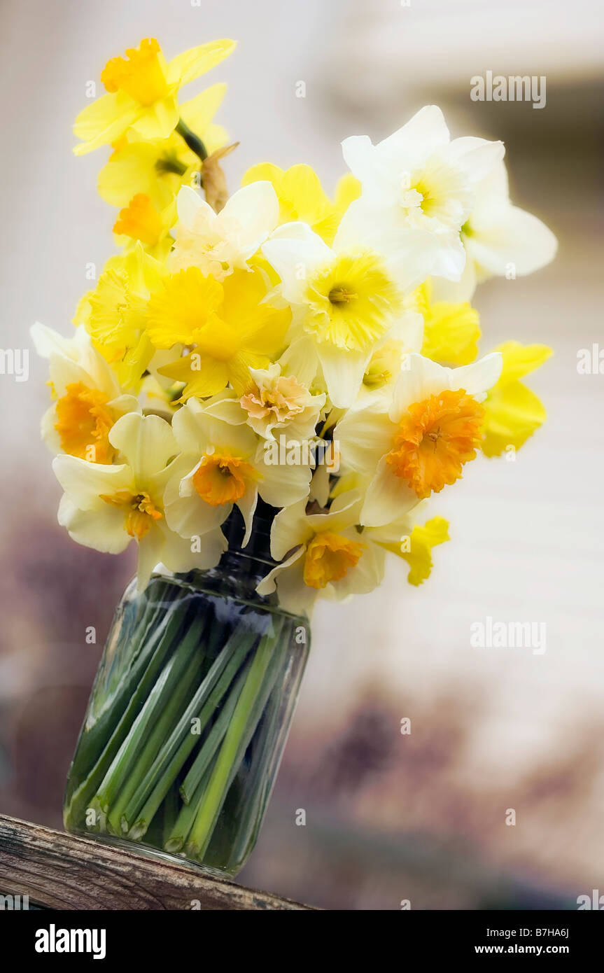 Variety of Daffodil Flowers Tightly Packed in a Glass Jar Stock Photo