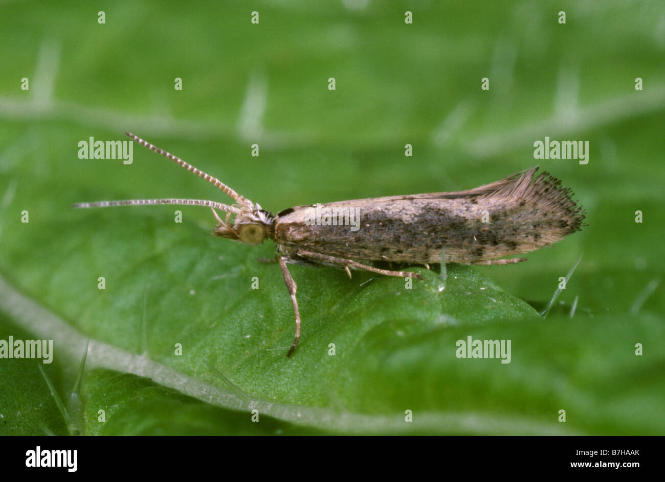 https://c8.alamy.com/comp/B7HAAK/diamondback-moth-plutella-xylostella-adult-micromoth-pest-on-a-cabbage-B7HAAK.jpg