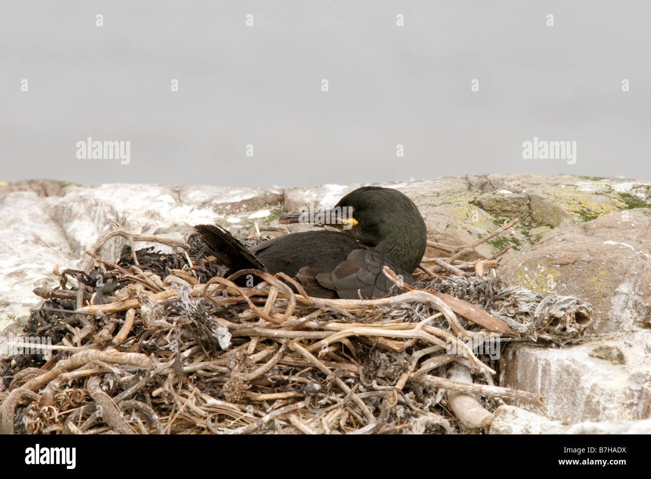 Shag, phalacrocorax aristotelis, sitting on nest. Farne Islands, UK Stock Photo