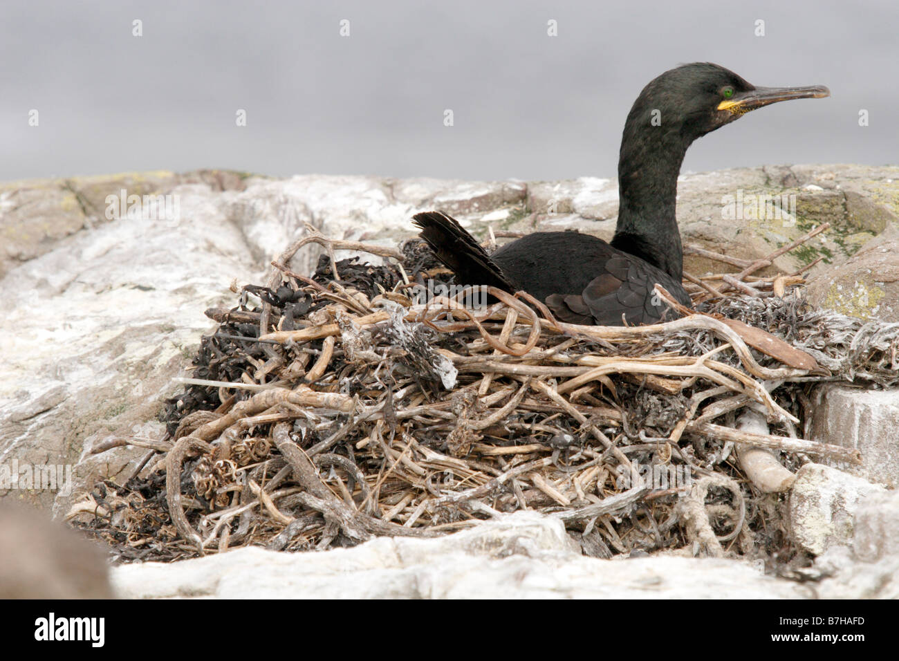 Shag, phalacrocorax aristotelis, sitting on nest. Farne Islands, UK Stock Photo