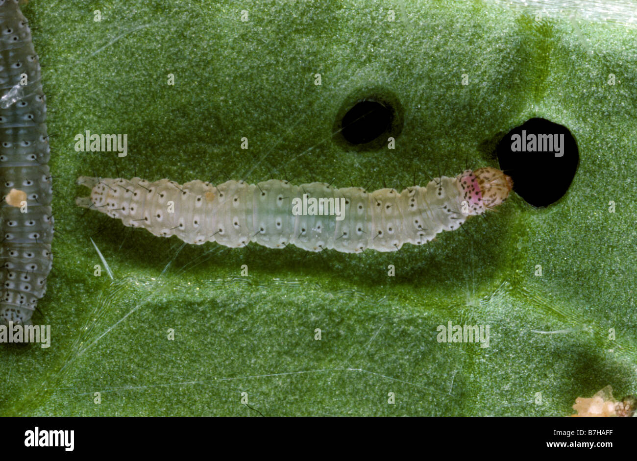 Diamondback moth Plutella xylostella caterpillar feeds on a Chinese cabbage leaf Stock Photo