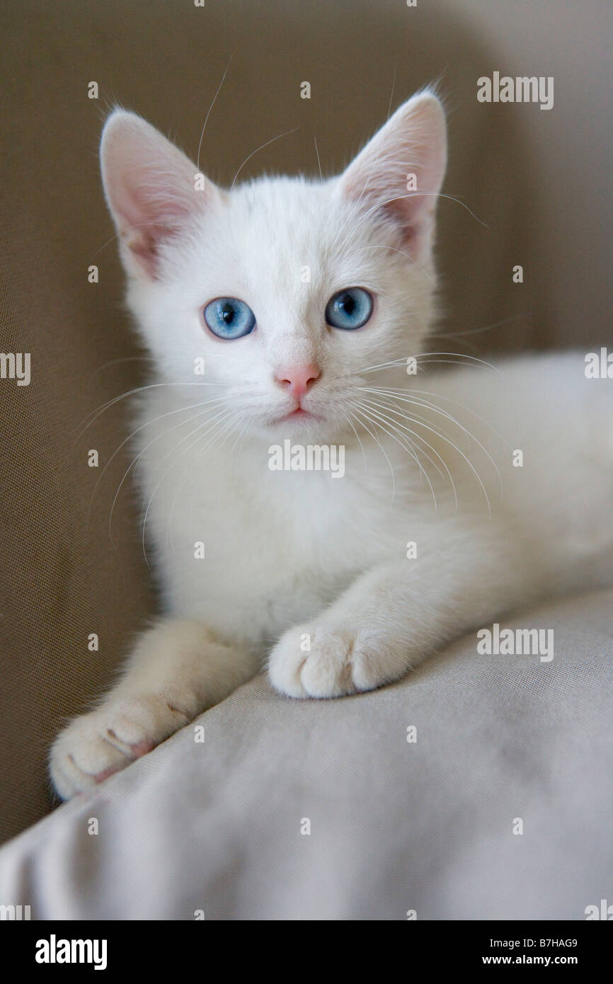 White kitten with blue eyes Stock Photo