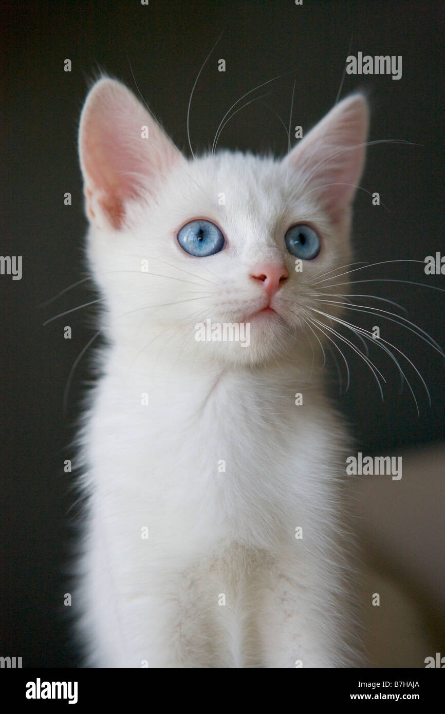 White kitten with blue eyes Stock Photo