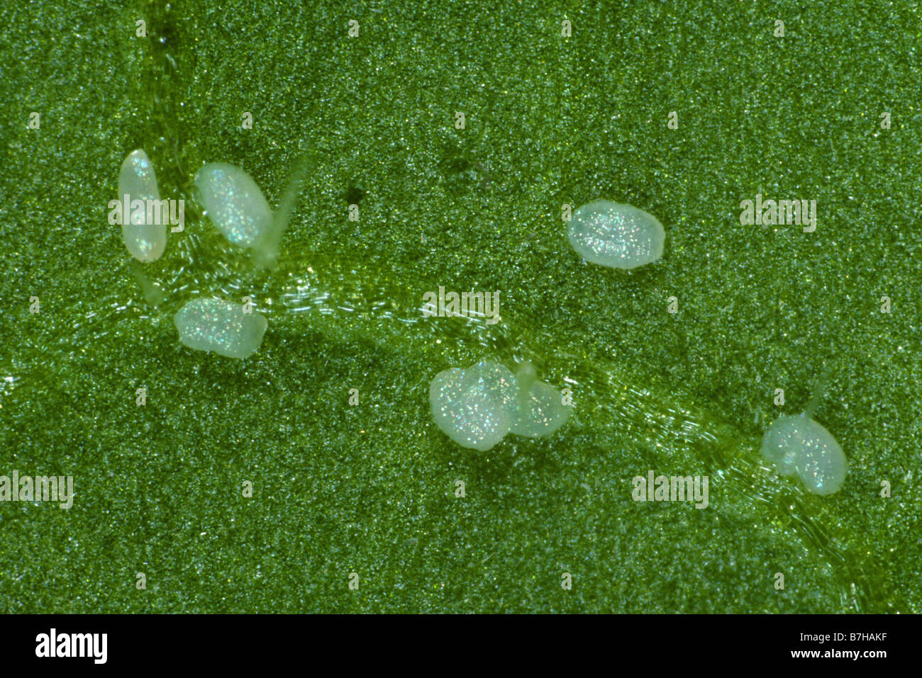 Diamondback moth Plutella xylostella eggs on a Chinese cabbage leaf Stock Photo