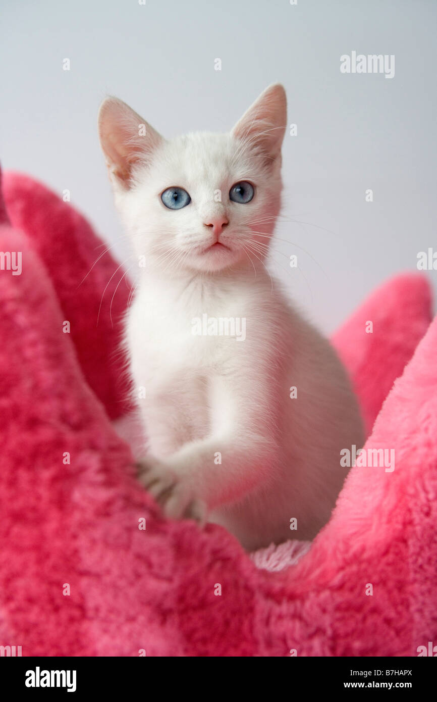 White kitten with blue eyes Stock Photo Alamy