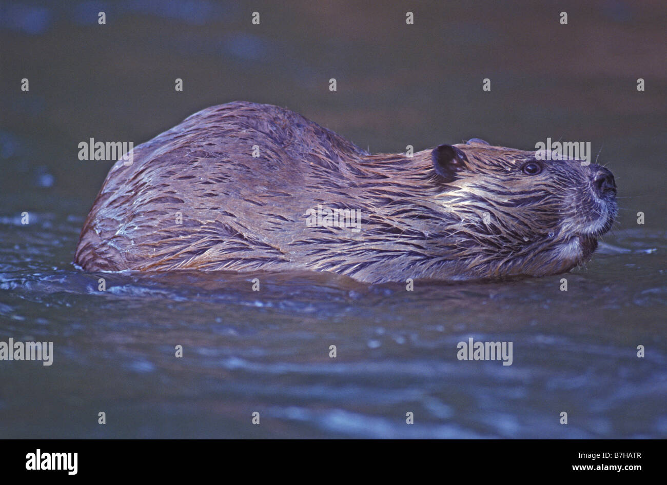 Beaver (Castor canadensis) Swimming in Stream - Colorado Stock Photo