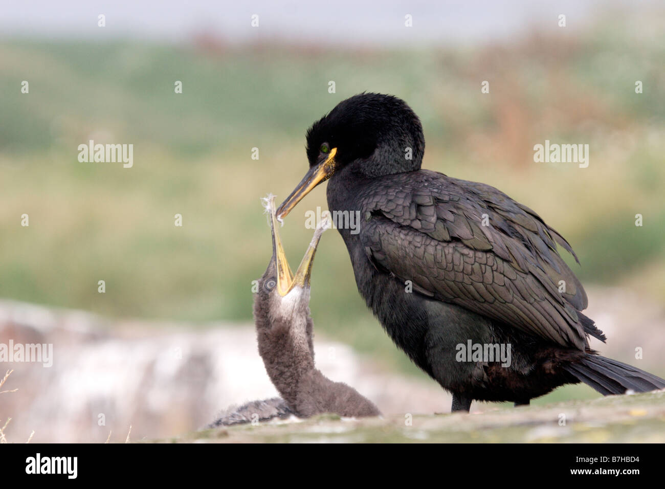 Shag, phalacrocorax aristotelis, with juvenile on nest. Farne Islands, UK Stock Photo