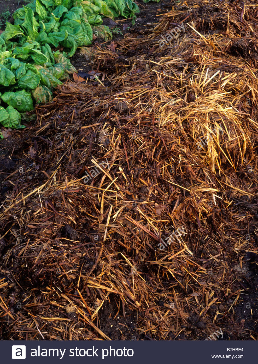 Horse Manure, Garden Stock Photos & Horse Manure, Garden Stock Images