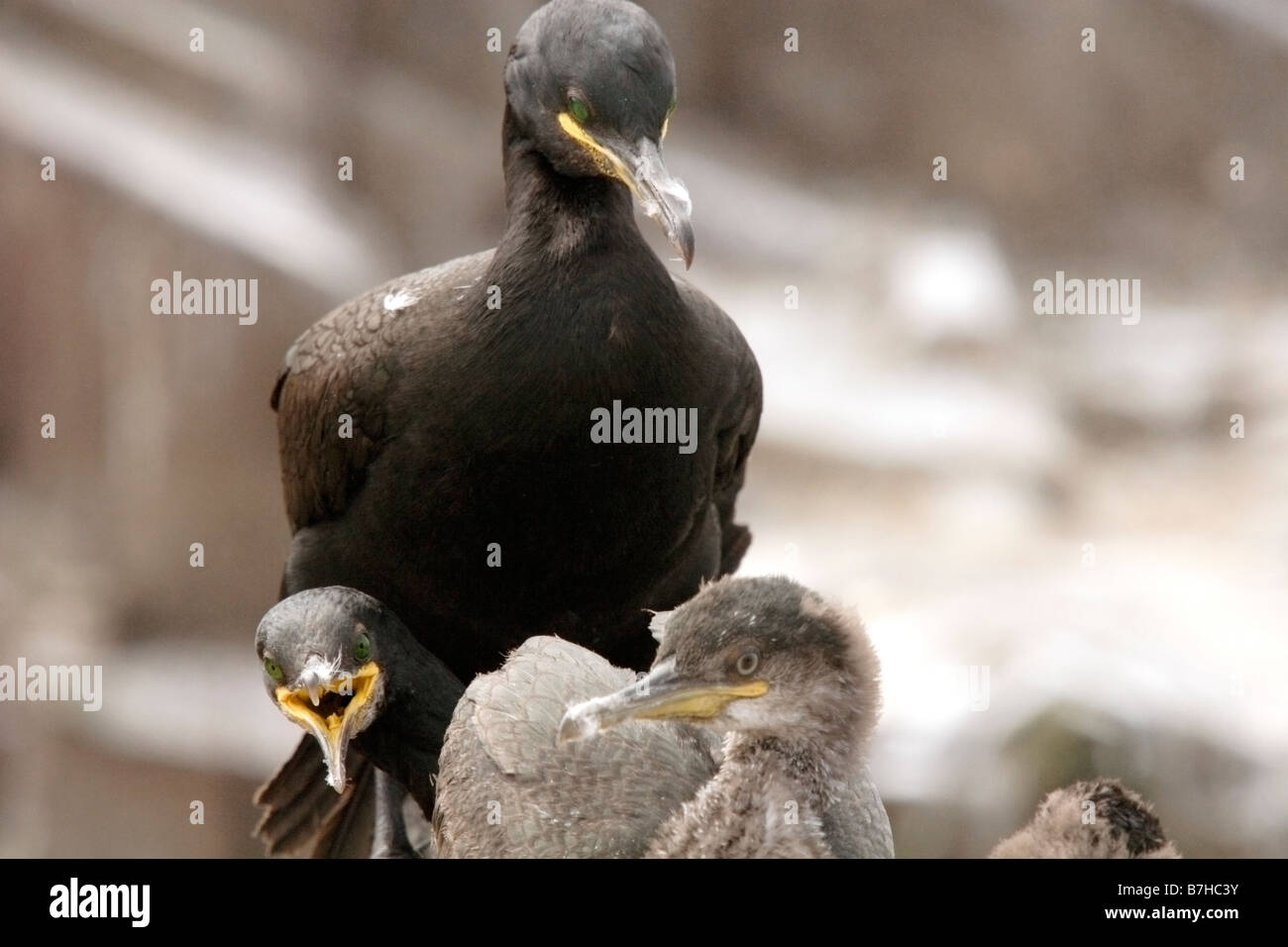 Shag, phalacrocorax aristotelis, with young. Farne Islands, UK Stock Photo