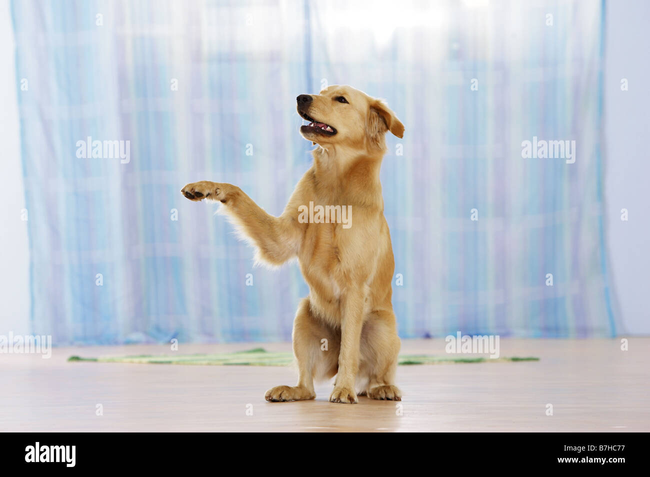 young Golden Retriever dog lifting paw Stock Photo Alamy