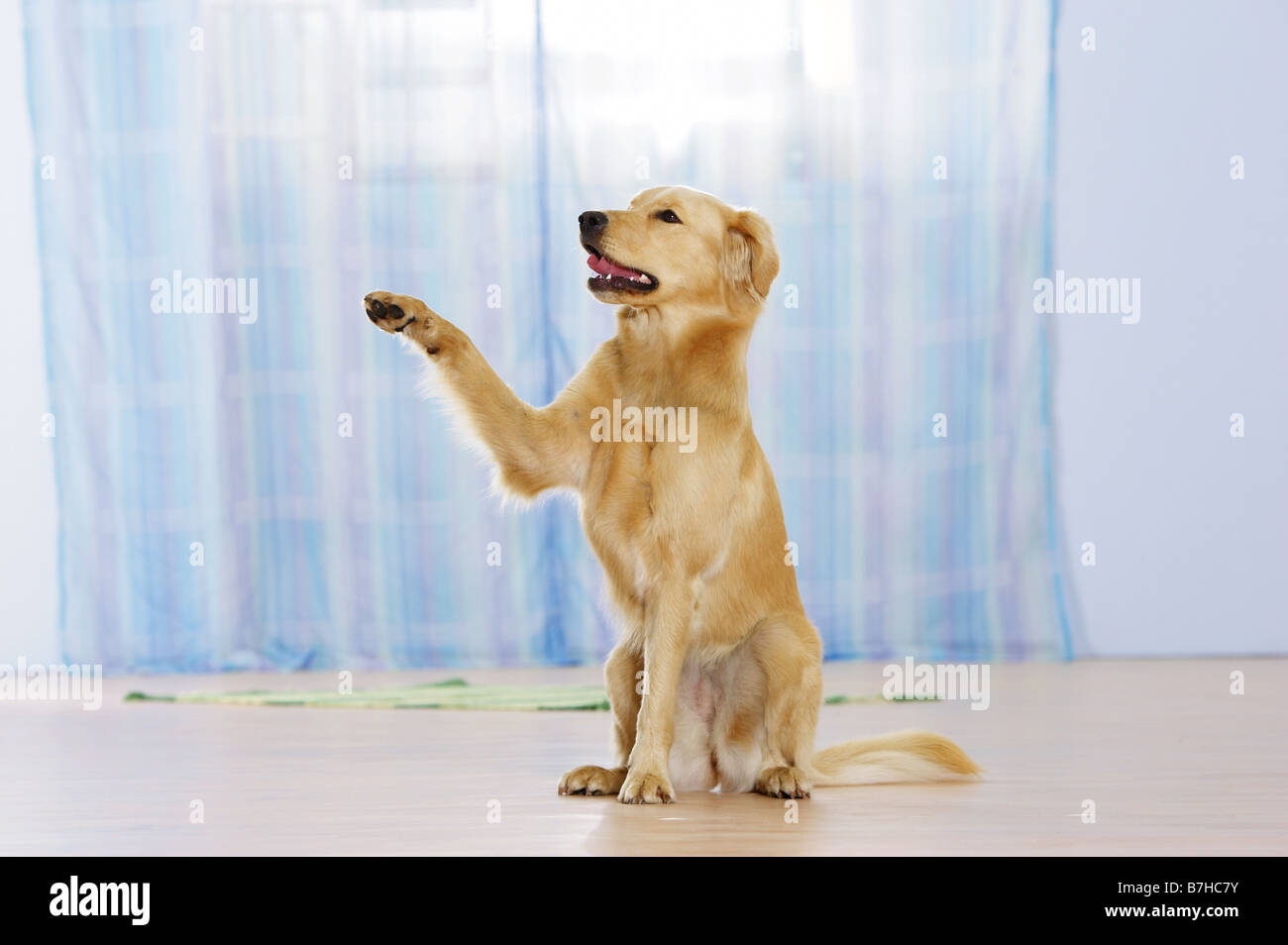 Why Do Dogs Lift One Paw While Sitting animalia-life.club