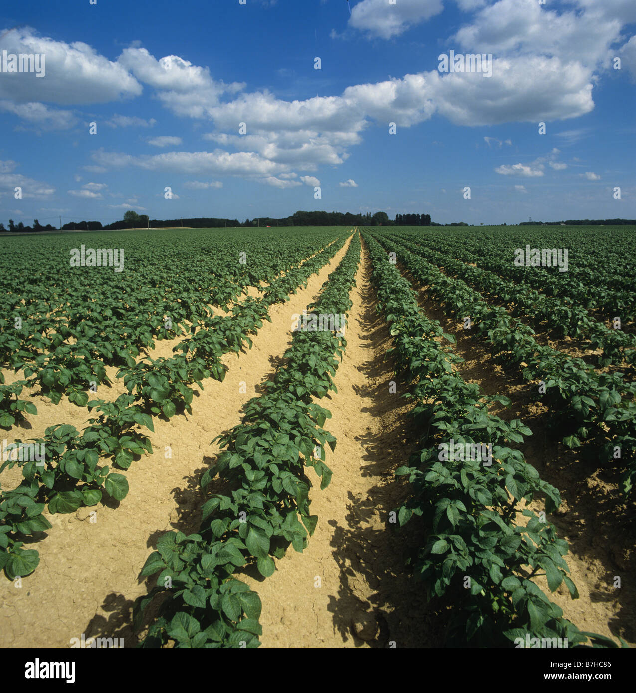 My Image 26