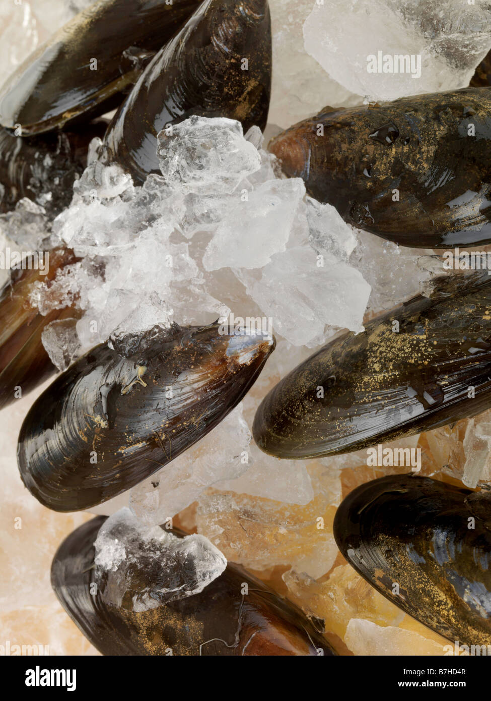 Muscles on Ice Stock Photo Alamy