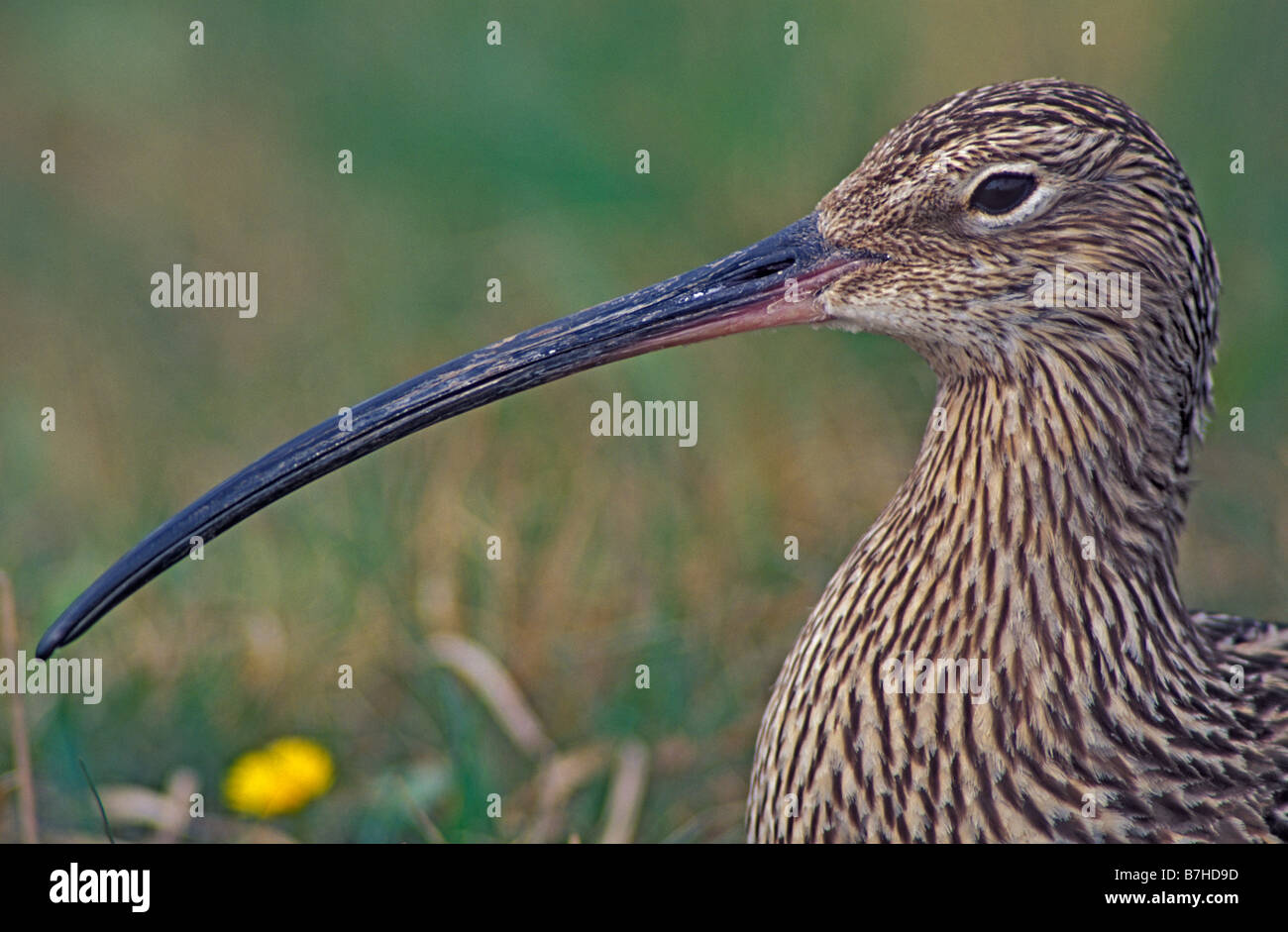 Curlew (unidentified) - England Stock Photo