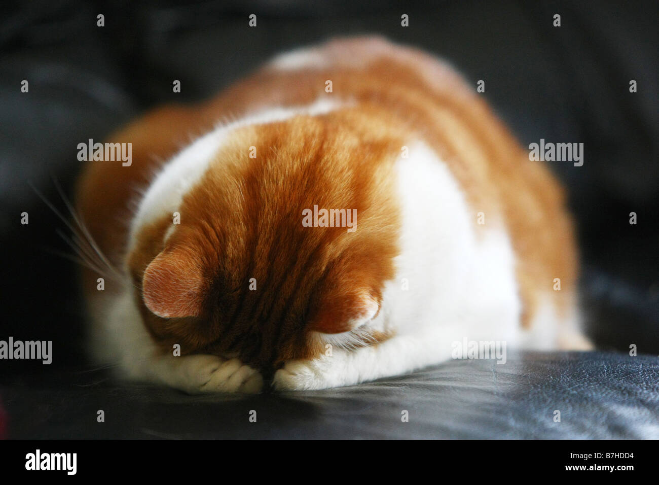 Ginger and white cat covers its eyes with its paws while sleeping on a