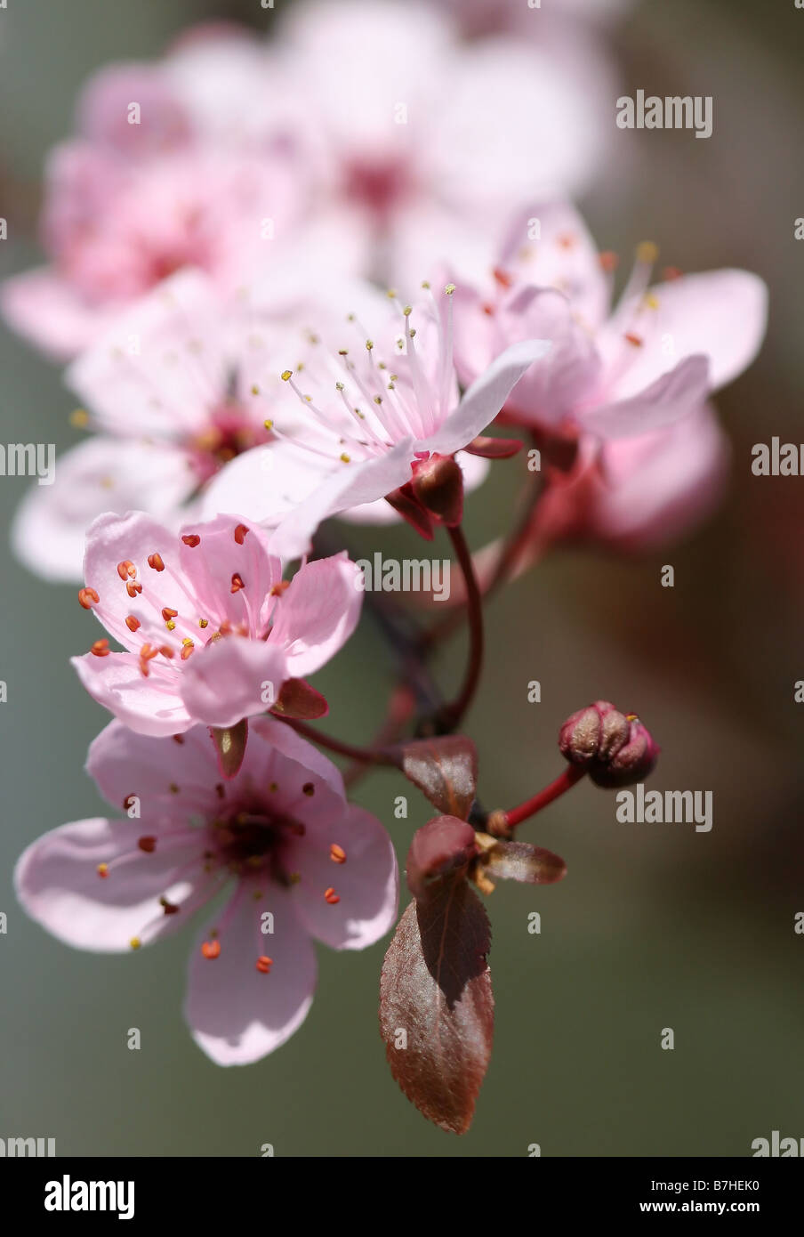 Wild cherry blossom, a welcome sign of Spring Stock Photo