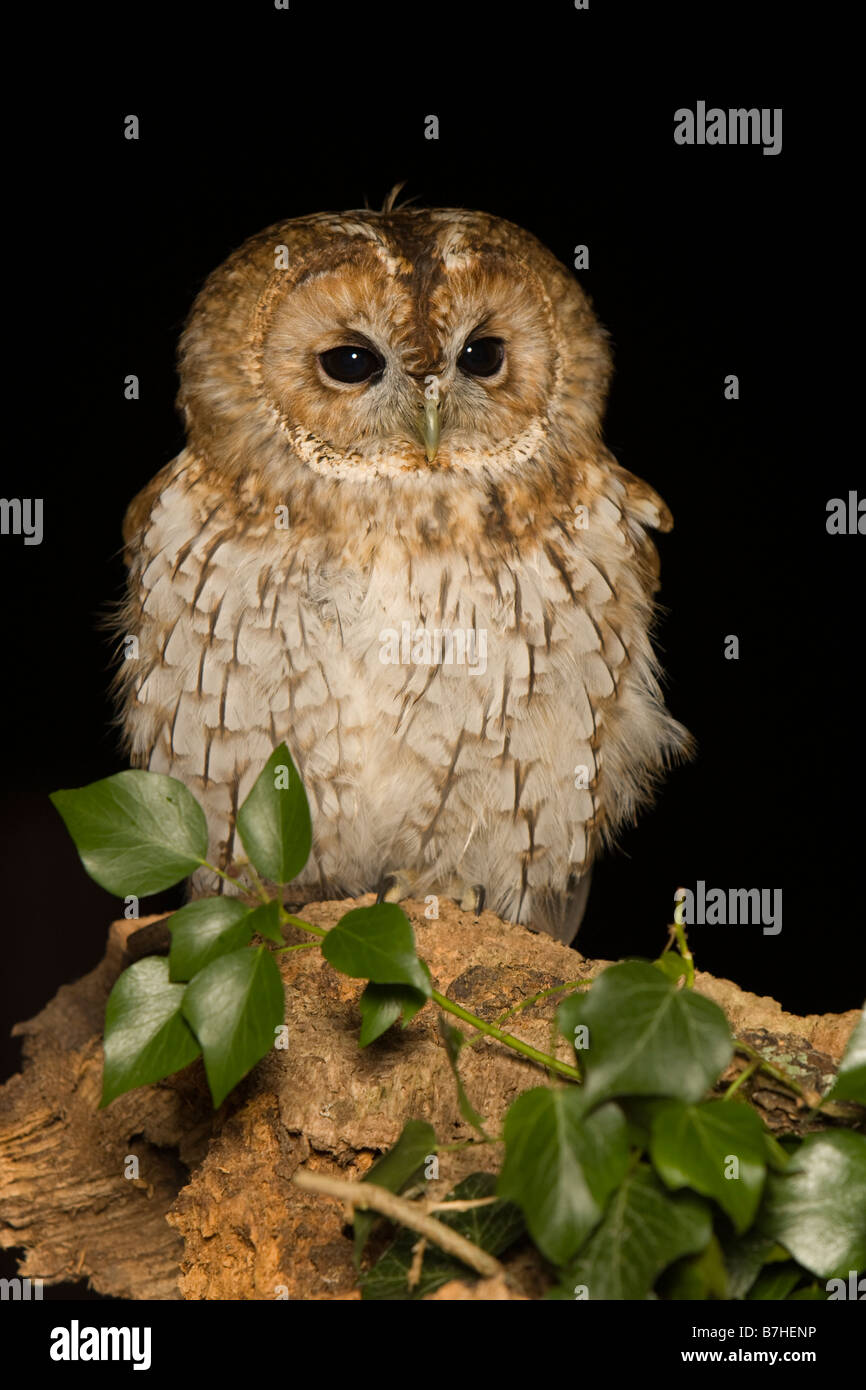 Tawny Owl (Strix aluco) Stock Photo