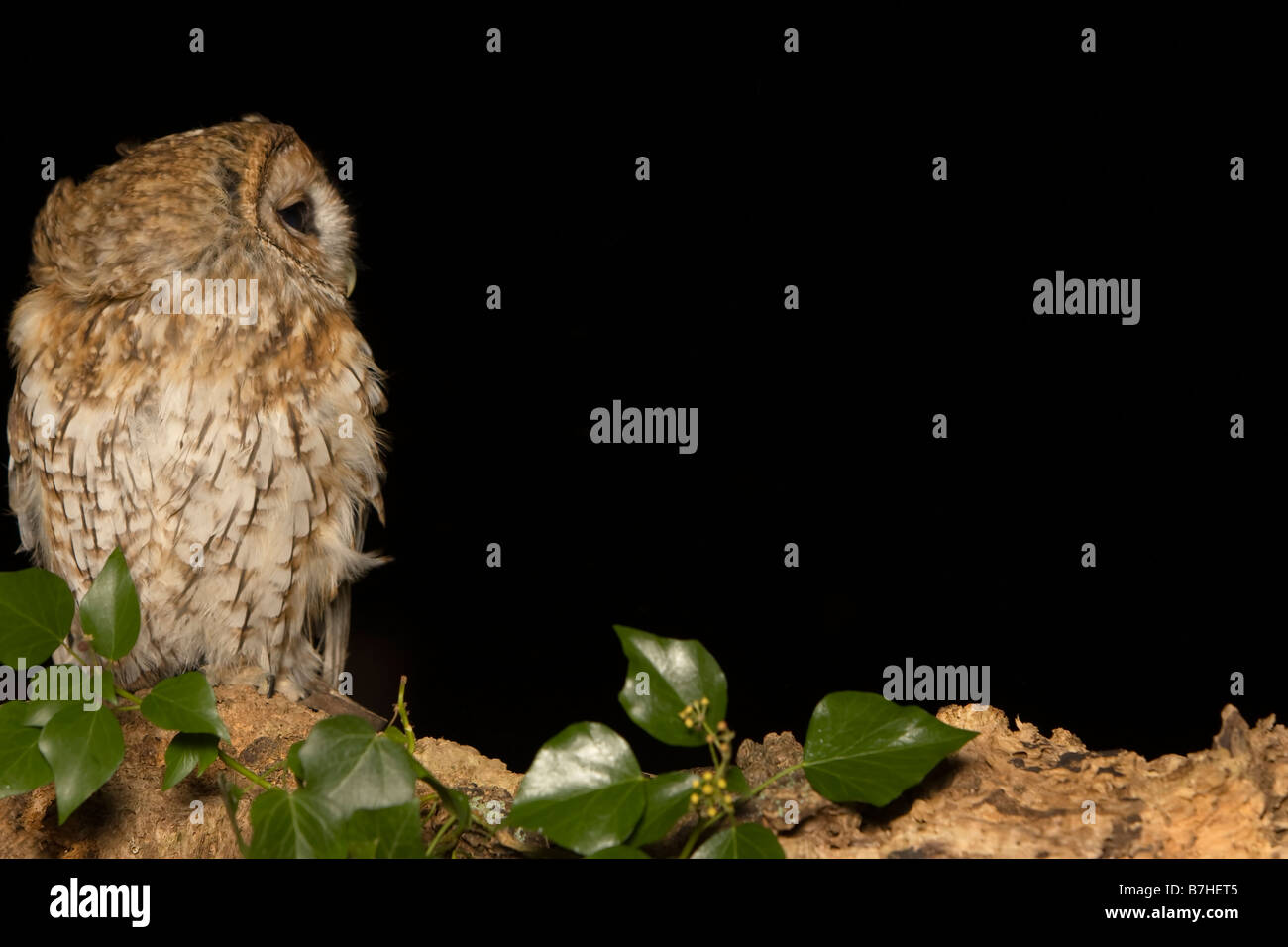 Tawny Owl (Strix aluco) Stock Photo