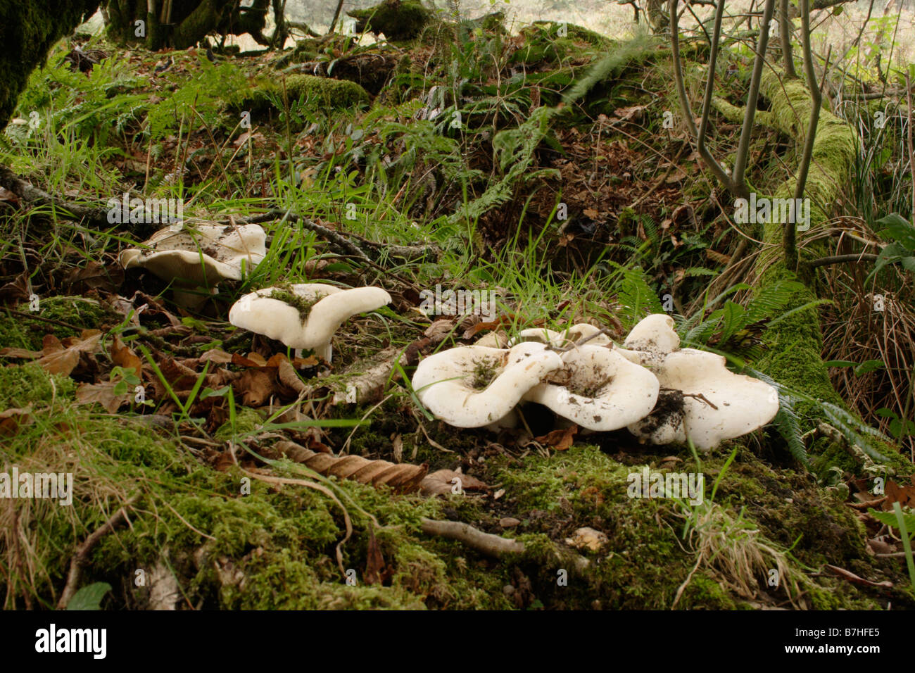 Fleecy milkcap fungi Lactarius vellereus in woodland UK Stock Photo