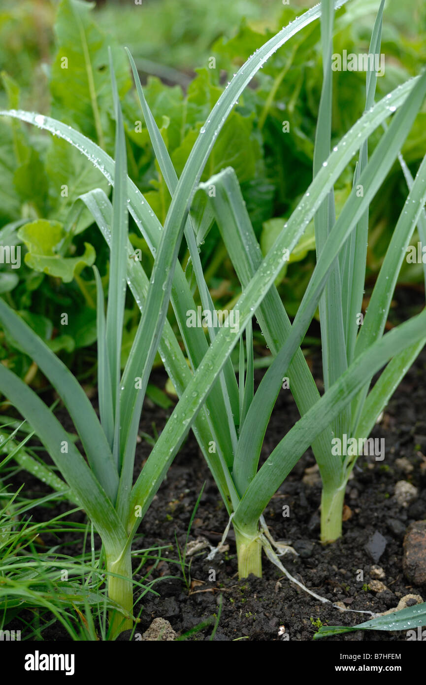leeks growing in a garden or allotment in England Stock Photo