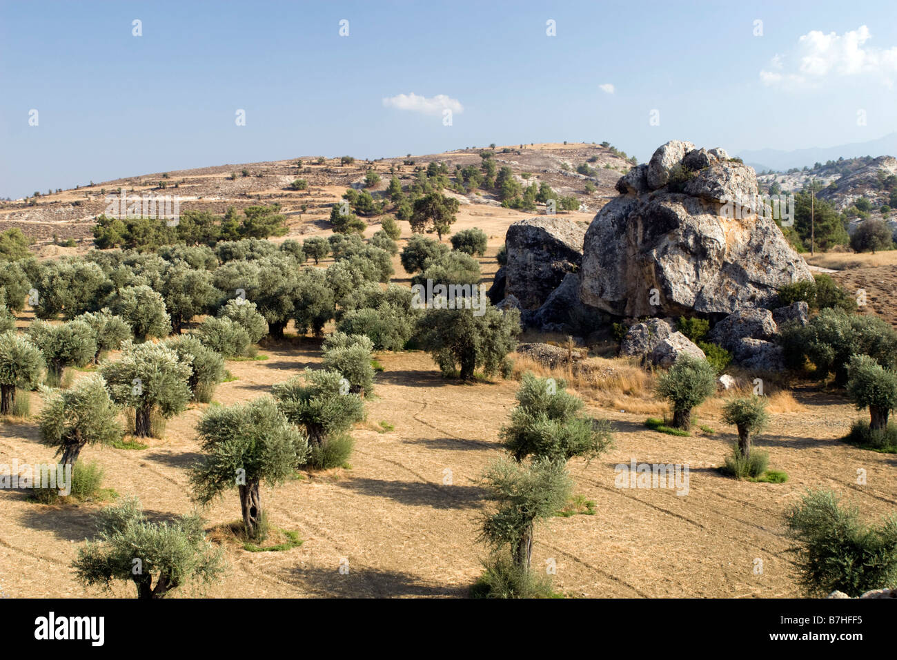 Olive trees scene with gigantic boulder in South Cyprus Stock Photo