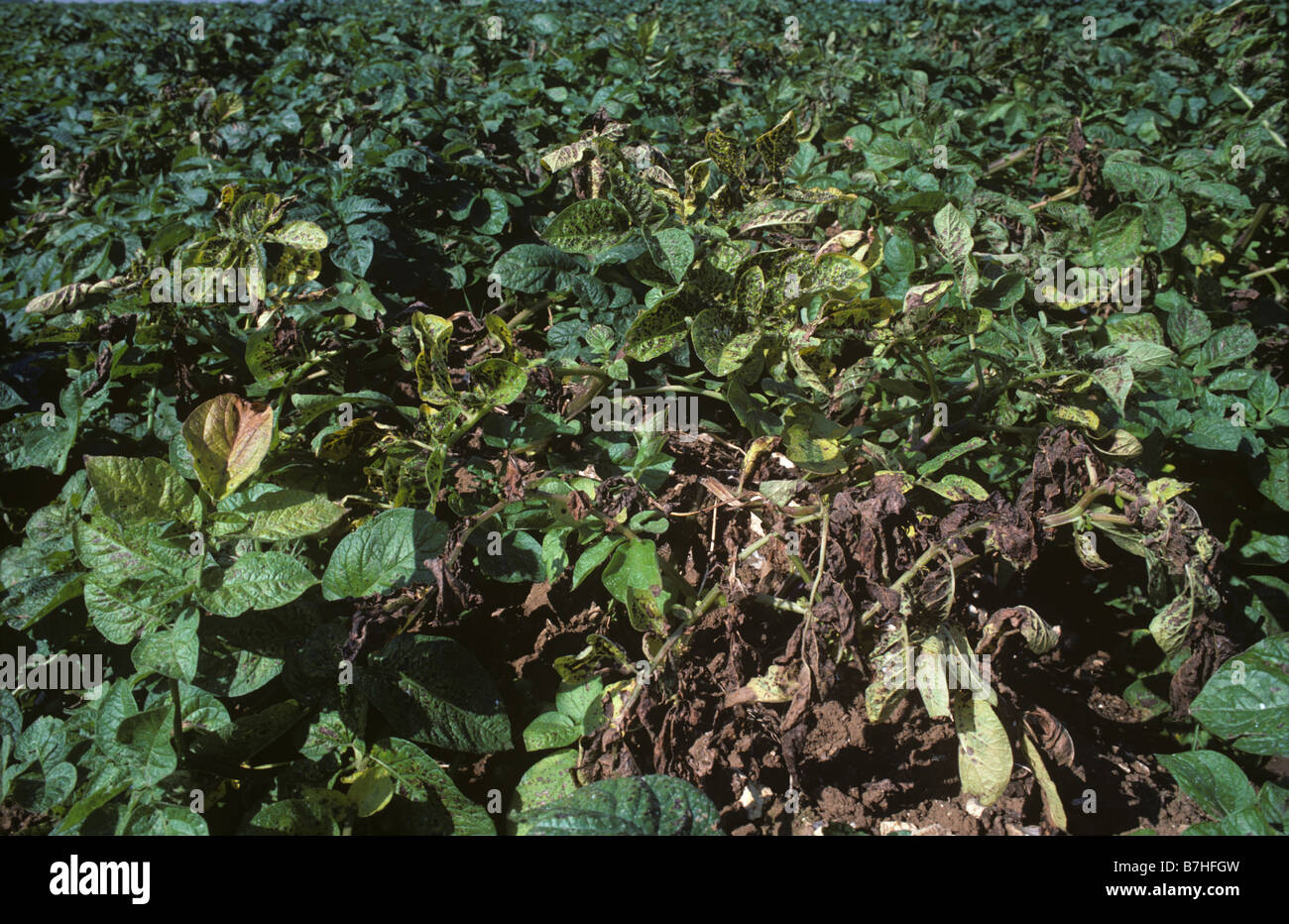 Nutrient Deficiency High Resolution Stock Photography and Images Alamy