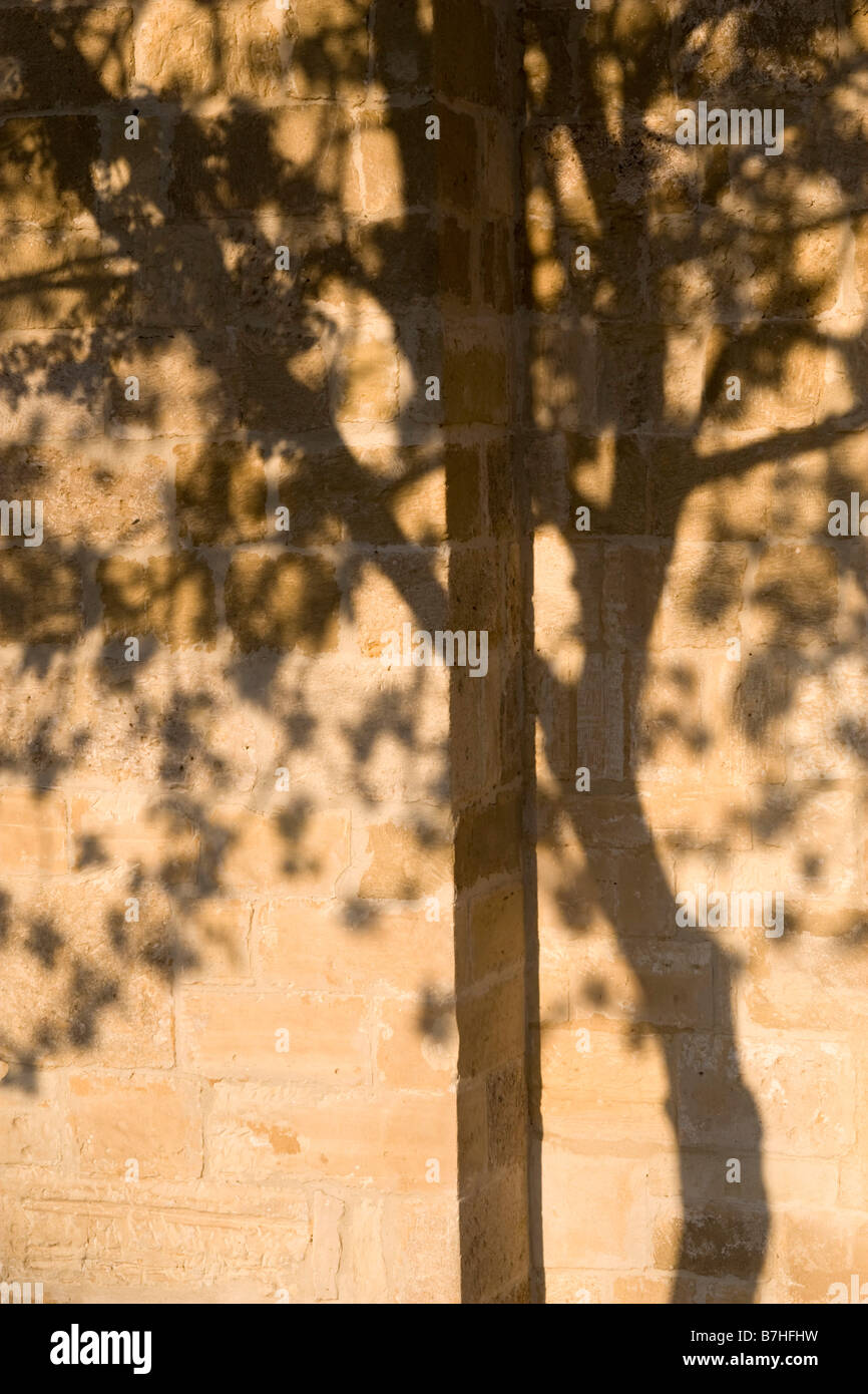 Hala Sultan Tekkesi mosque details of yellow stone wall with beautiful tree shadow on it. Larnaca, Cyprus Stock Photo