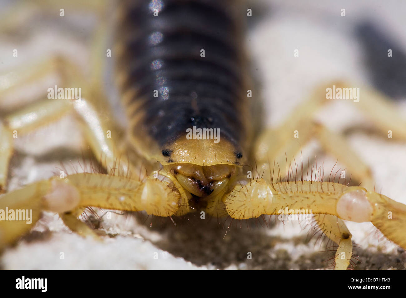 A captive Desert Hairy Scorpion, Hadrurus arizonensis, native to deserts of the southwestern United States and Mexico. Stock Photo