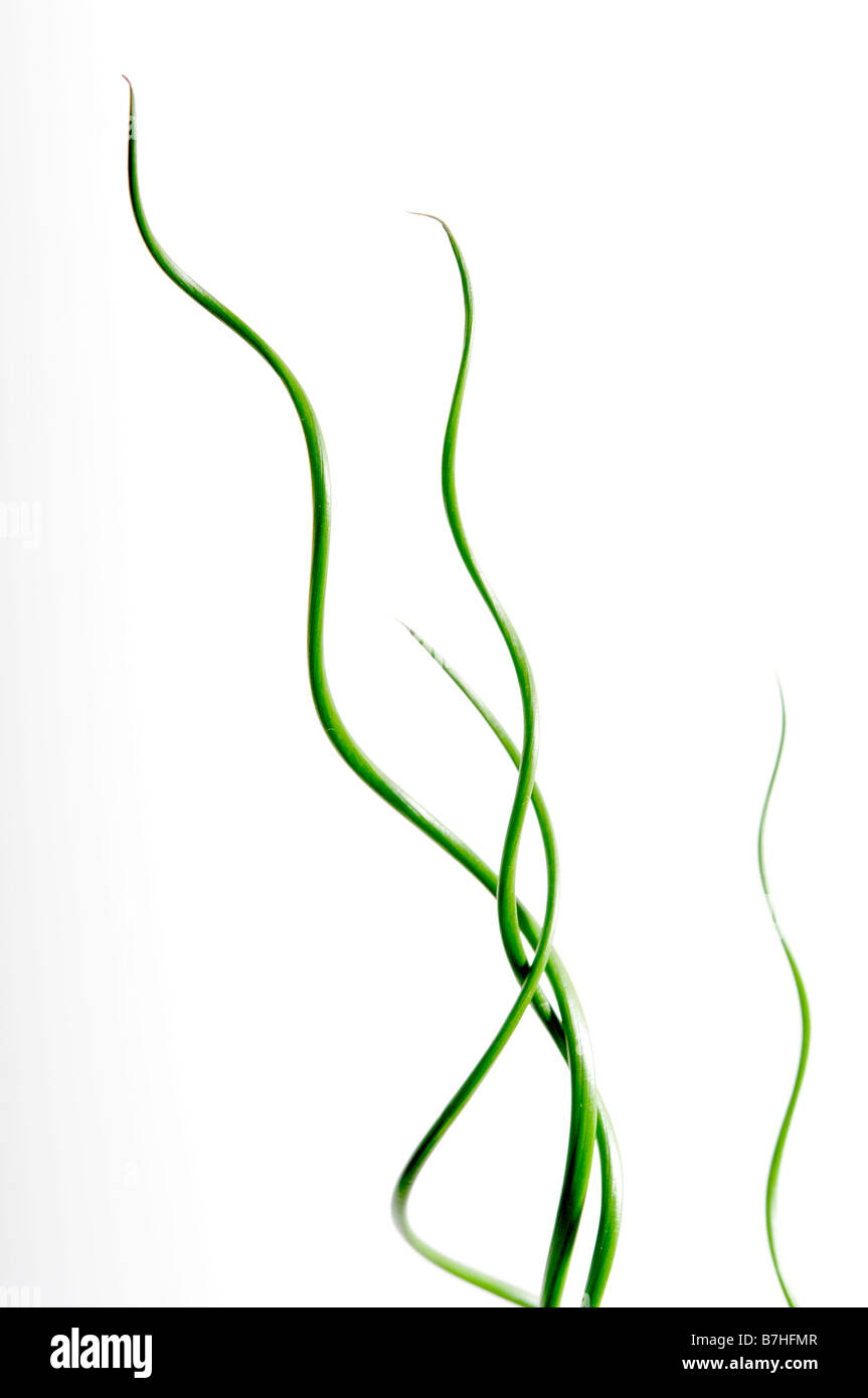 spire of juncus spiralis plant twist curly house plant upward garden growing green white close