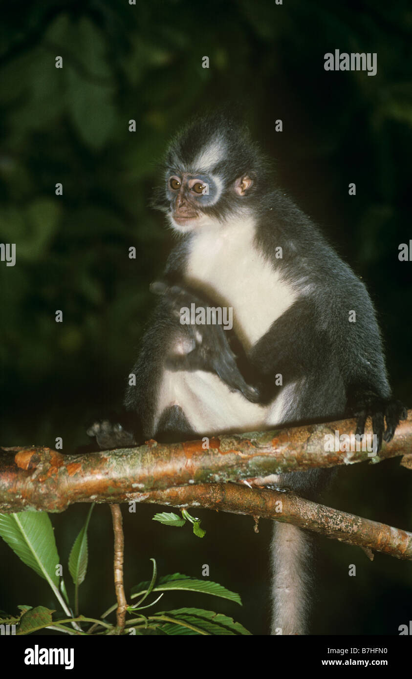 Grizzled leaf monkey hi-res stock photography and images - Alamy