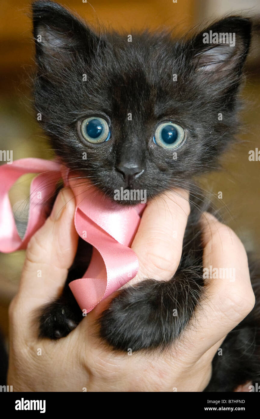 Cute baby cat with large round staring eyes Stock Photo