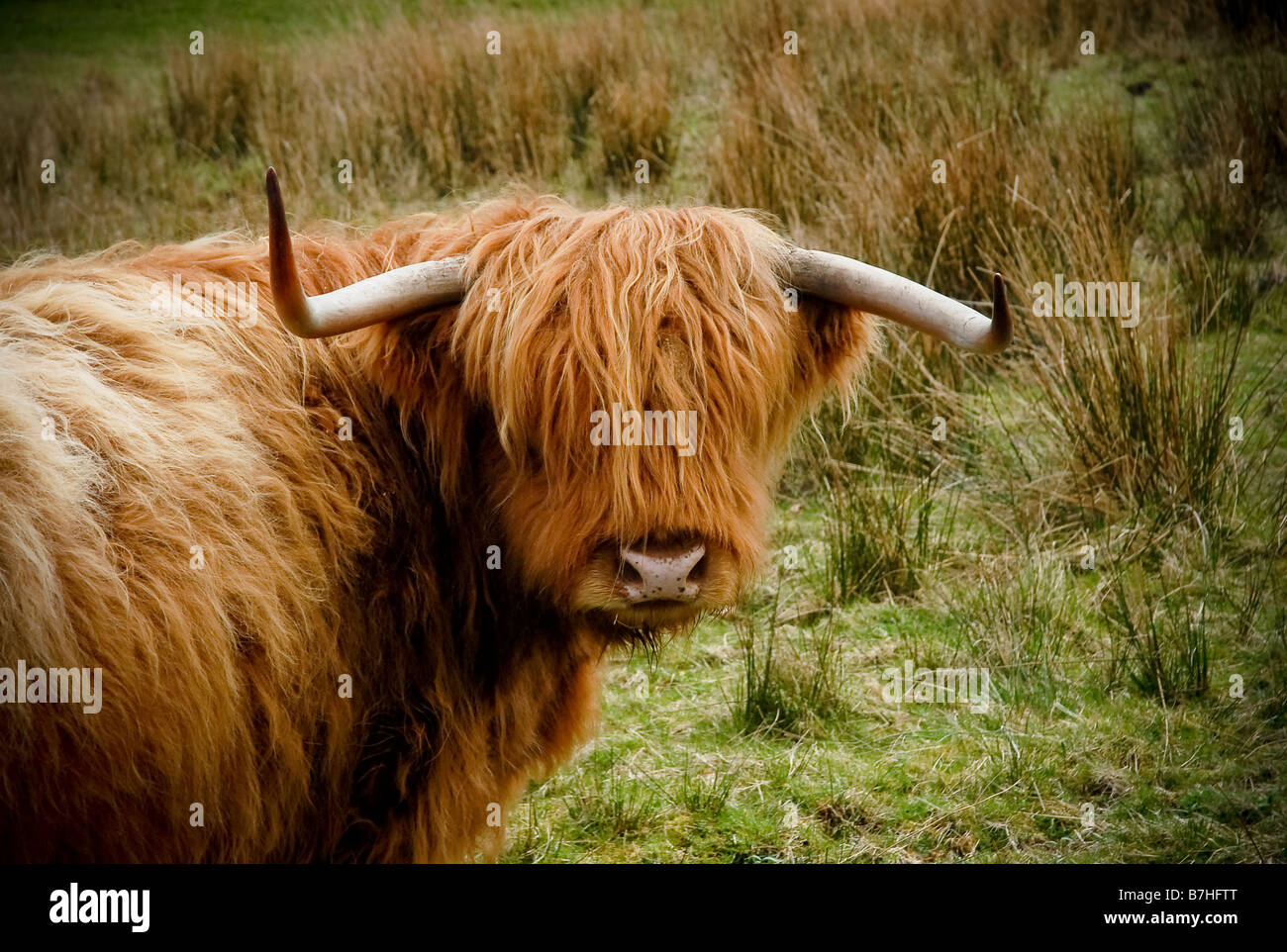 A Lone Long Haired Cow In A Scottish Glen Stock Photo 21898600
