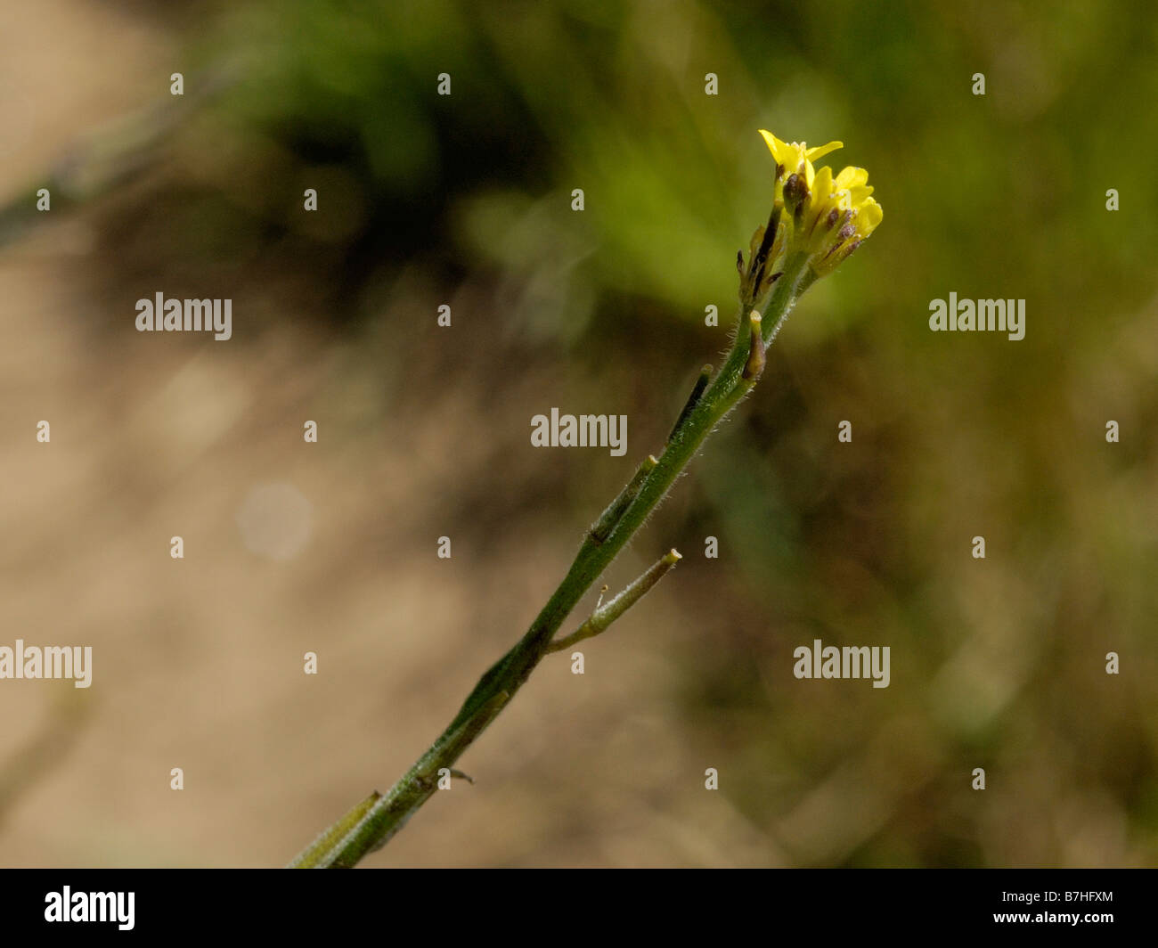 Hedge Mustard, sisymbrium officinale Stock Photo