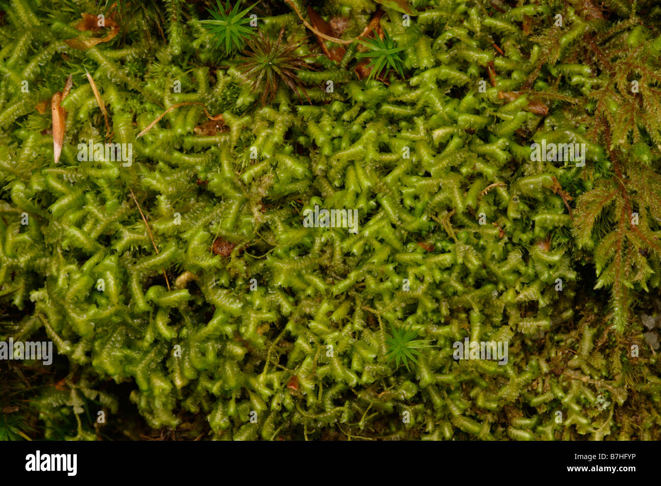 Greater whipwort Bazzania trilobata a leafy liverwort in an oak wood UK Stock Photo