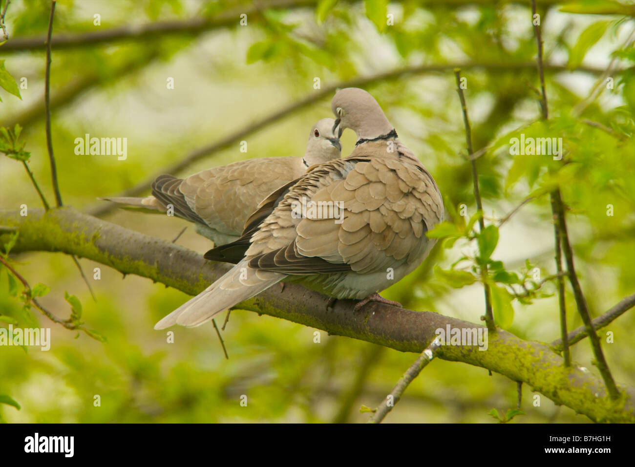 collared dove pair preening Stock Photo
