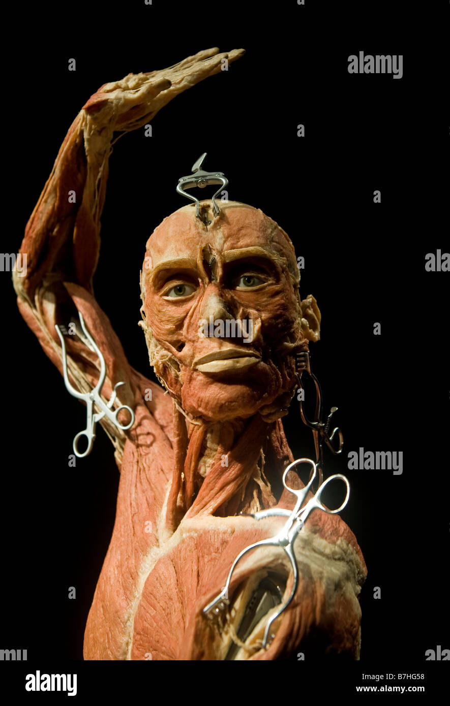 Scientist's Gunther von Hagens The Body Worlds And The Mirror Of Time exhibition at the O2 Arena in Greenwich, London Stock Photo