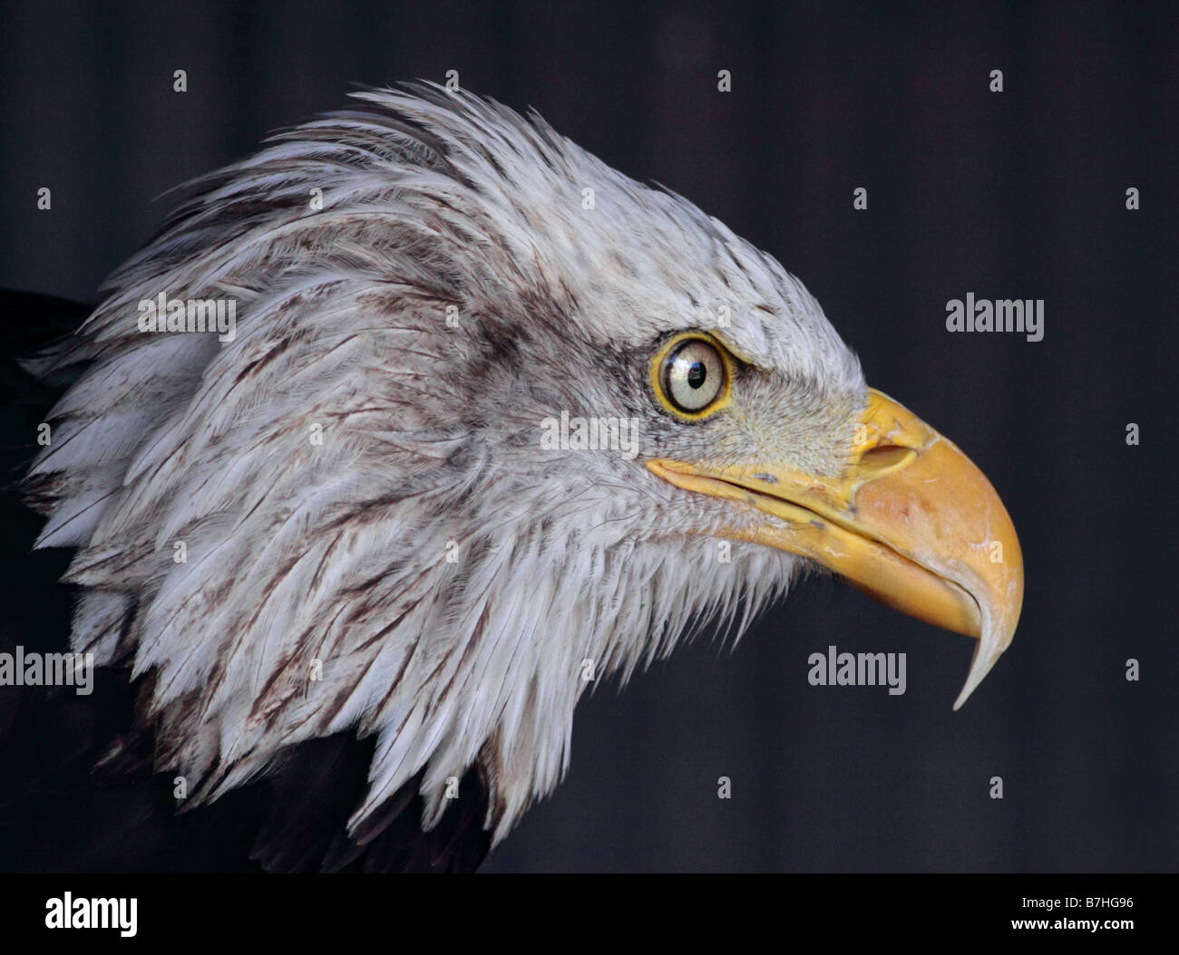Alaskan Bald Eagle (Haliaeetus leucocephalus), UK Stock Photo