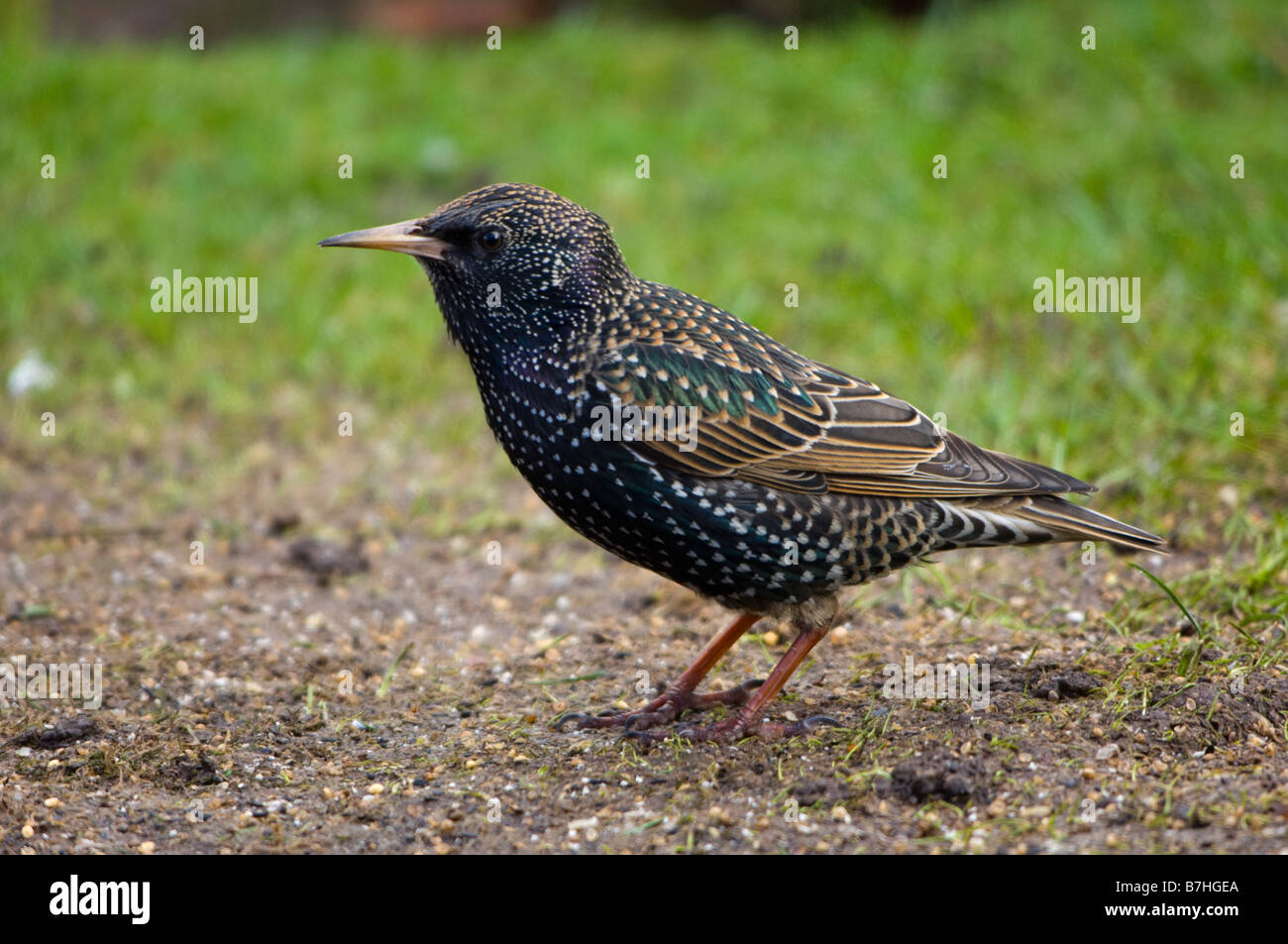 Starling (Sturnus vulgaris) winter Stock Photo