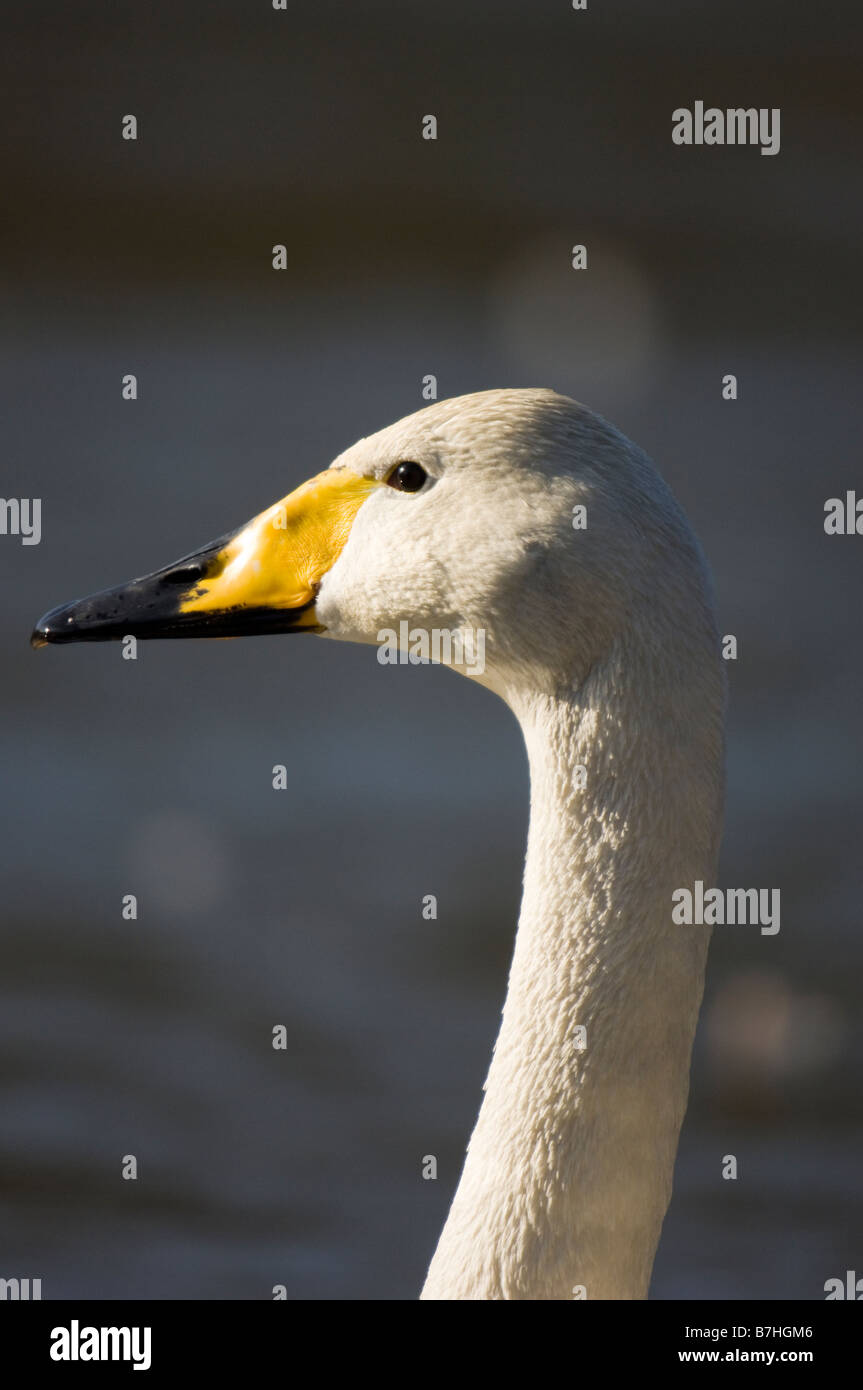 Swan (Cygnus cygnus) head Stock Photo