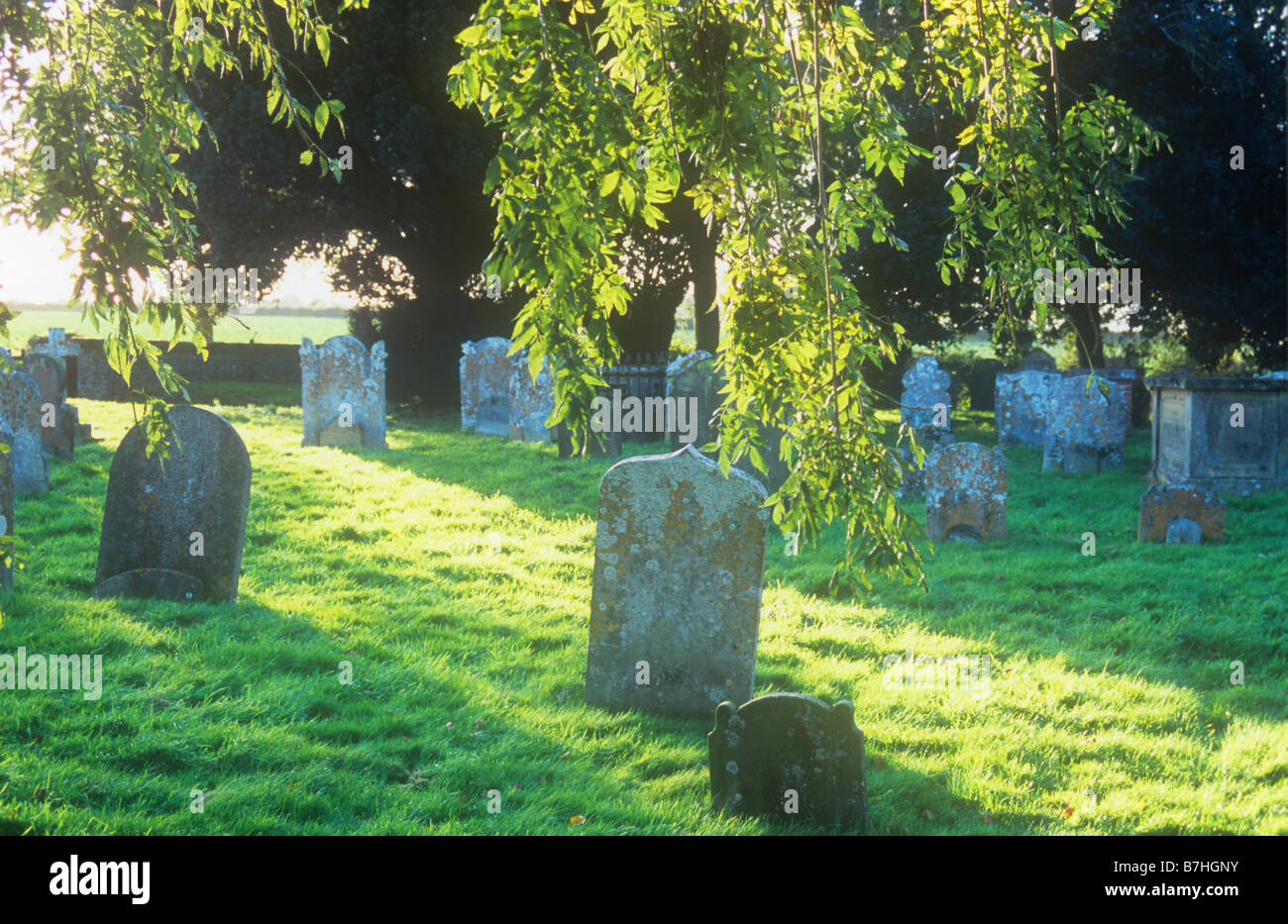 Backlit early autumn leaves of Common ash tree framing golden sunlit churchyard with gravestones and grass Stock Photo