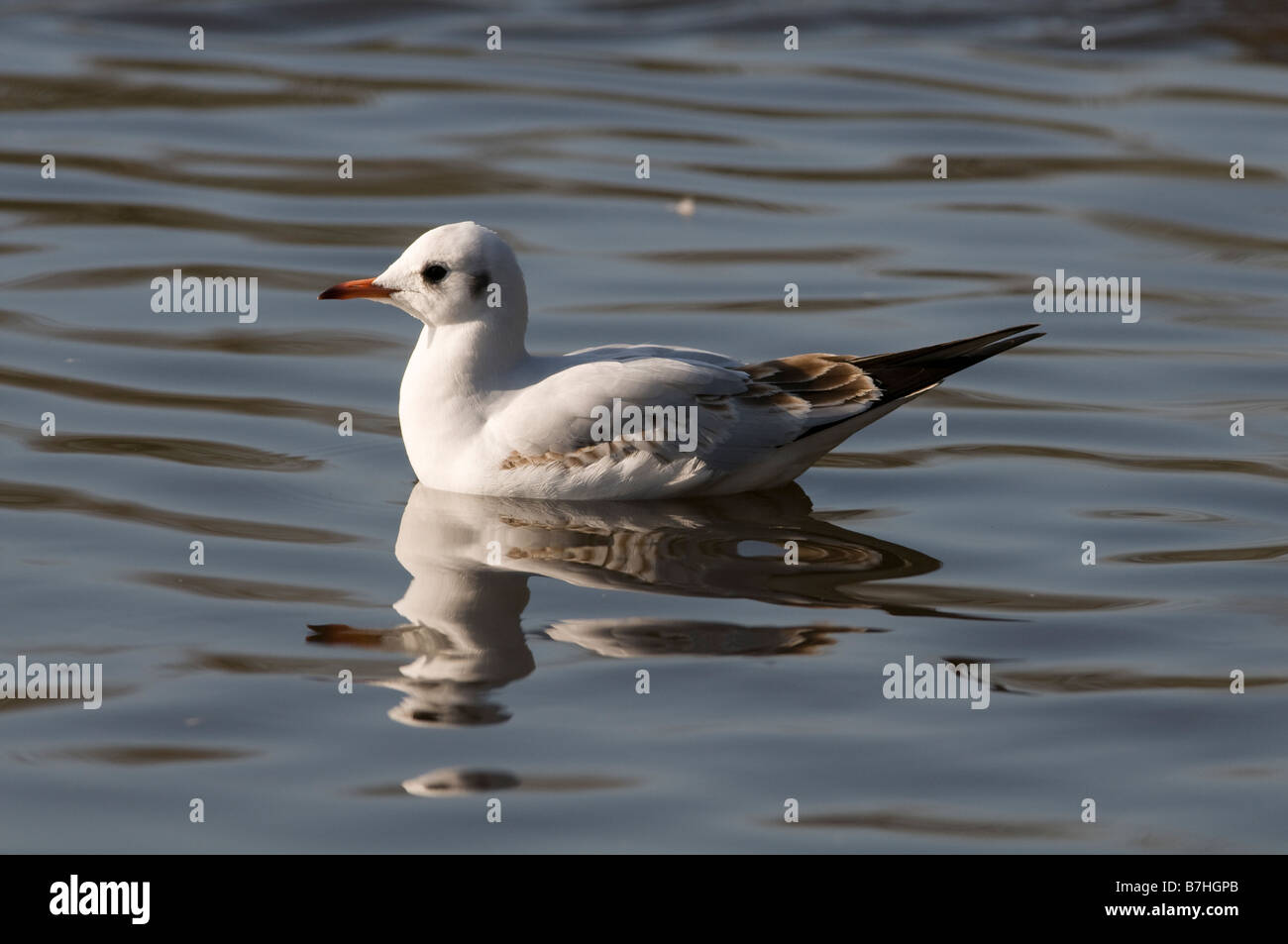 Black headed Gull (Larus ridibundus) on water 1st winter bird Stock Photo