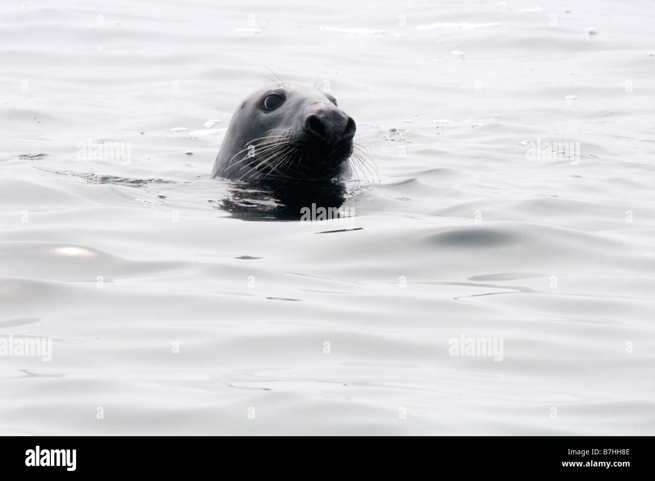 Grey seal, Halichoerus grypus, Farne Islands, UK Stock Photo