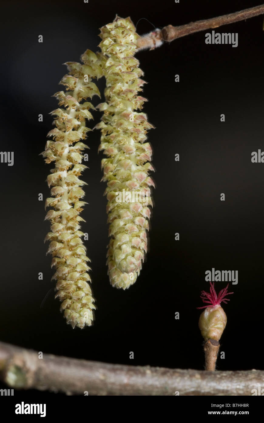 Common Hazel (Corylus avellana) male catkins and female flower Stock Photo