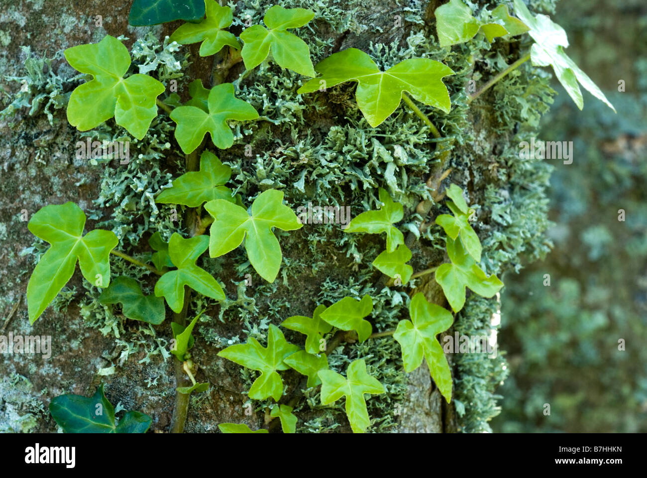 Ivy (Hedera helix) on lichened tree trunk Stock Photo