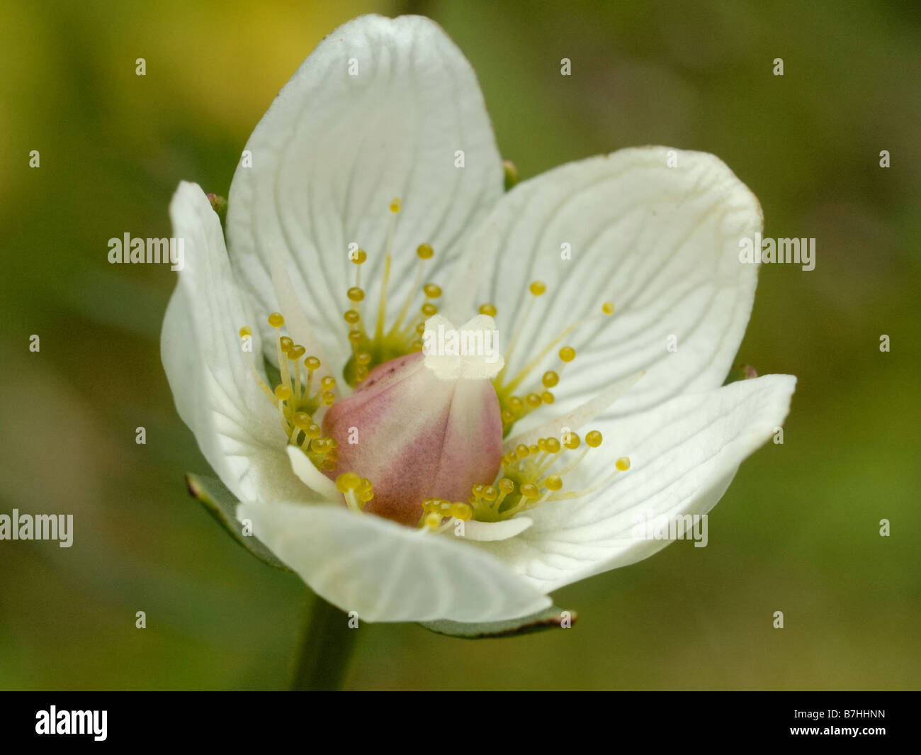 Grass of Parnassus, parnassia palustris Stock Photo