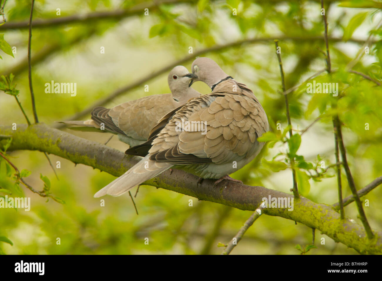 collared dove pair preening Stock Photo